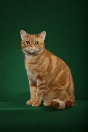 Caption: Beautiful American Shorthair Cat Posing For A Picture Wallpaper