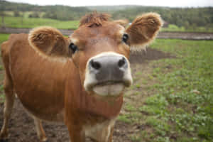 Caption: Beautiful Brown Cow Grazing In A Lush Field Wallpaper