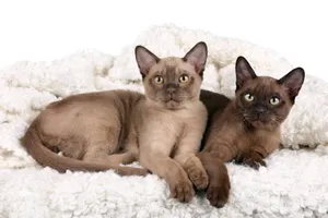 Caption: Beautiful Burmese Cat Resting Gracefully Wallpaper