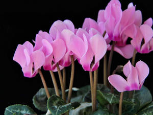 Caption: Beautiful Cyclamen Persicum Blossoms Wallpaper