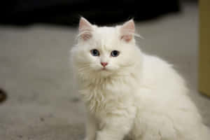 Caption: Beautiful Cymric Cat On A Table Wallpaper