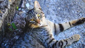 Caption: Beautiful European Shorthair Cat Lounging On The Couch Wallpaper