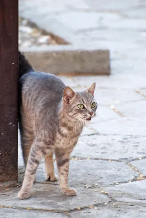 Caption: Beautiful European Shorthair Cat Sitting In The Garden Wallpaper