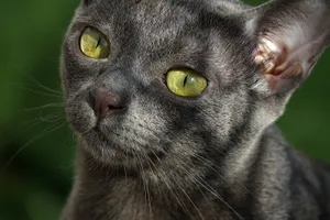 Caption: Beautiful Korat Cat Posing Elegantly Wallpaper