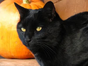 Caption: Beautiful Manx Cat Lounging On Grass Wallpaper