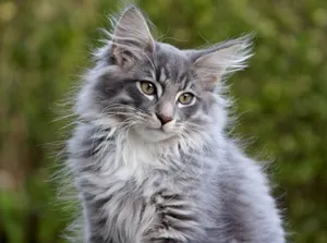 Caption: Beautiful Norwegian Forest Cat Lounging Outdoors Wallpaper