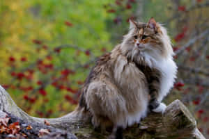 Caption: Beautiful Norwegian Forest Cat Relaxing In Its Natural Habitat Wallpaper