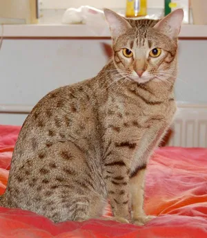Caption: Beautiful Ocicat Posing Elegantly Wallpaper