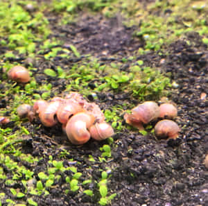 Caption: Beautiful Pink Snail On A Vibrant Leaf Wallpaper