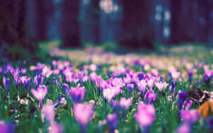 Caption: Beautiful Spring Bloom In Full Glory Wallpaper