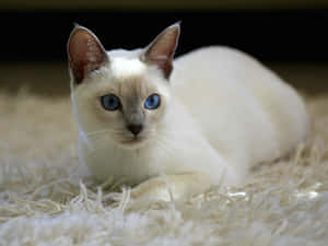 Caption: Beautiful Thai Lilac Cat Posing Wallpaper