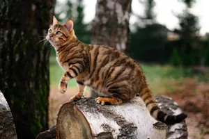 Caption: Beautiful Toyger Cat Relaxing At Home Wallpaper