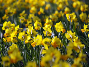 Caption: Beautiful Yellow Daffodils In Bloom Wallpaper