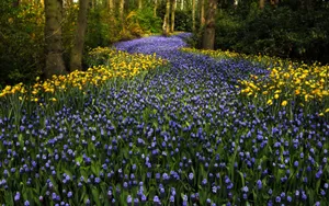 Caption: Blooming Hyacinth In Keukenhof Garden, Netherlands Wallpaper