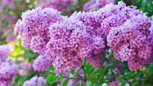 Caption: Blooming Lilac Tree At Sunset Wallpaper