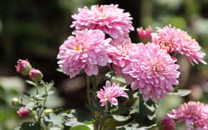 Caption: Blooming Pink Chrysanthemums In Full Glory Wallpaper