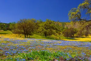 Caption: Blooming Spring Meadow Wallpaper