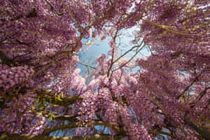 Caption: Blooming Trees On A Sunny Spring Day Wallpaper