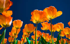 Caption: Blooming Yellow Tulips In A Vibrant Field Wallpaper