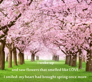 Caption: Blossoming Cherry Trees In Spring Wallpaper