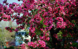 Caption: Blossoming Flower Tree With Colorful Blooms Wallpaper