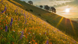 Caption: Breathtaking Spring Sunrise In Nature Wallpaper