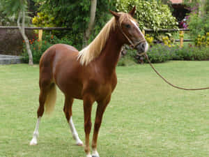 Caption: Captivating Image Of A Majestic Brown Horse Wallpaper