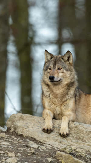 Caption: Captivating Wolf In The Wild Wallpaper