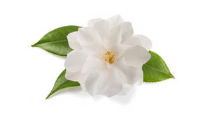 Caption: Close-up Of A Lovely Camellia Sasanqua Blossom Wallpaper