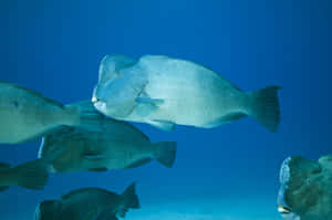 Caption: Colorful Parrotfish Navigating Through Vibrant Coral Reefs Wallpaper