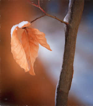 Caption: Crisp Brown Leaves On The Ground Wallpaper