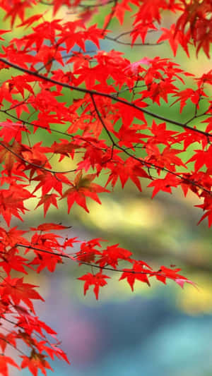 Caption: Cute Leaves Flourishing In Serene Nature Wallpaper