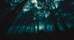 Caption: Dark Mysterious Forest Wallpaper