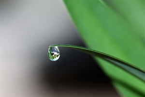 Caption: Dewdrop On Leaf Edge Wallpaper