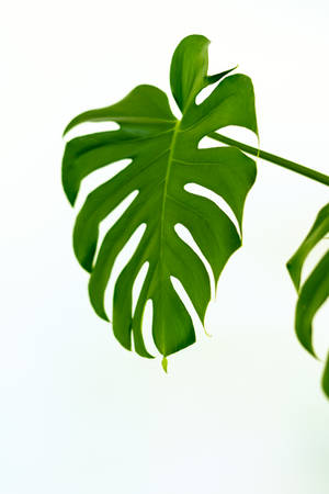 Caption: Diversity Of Nature: Vibrant Green Leaf Close-up Wallpaper