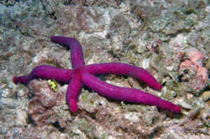 Caption: Echinoderm - Unparalleled Beauty Of Marine Organism Wallpaper