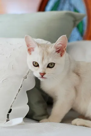 Caption: Elegant Burmilla Cat Lounging On A Couch Wallpaper