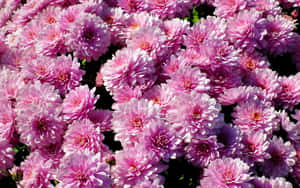 Caption: Elegant Pink Chrysanthemums In Full Bloom Wallpaper