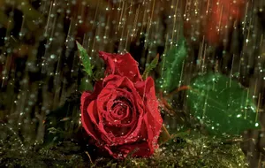 Caption: Elegant Rose In A Rain Shower Wallpaper