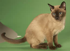 Caption: Elegant Tonkinese Cat Relaxing On A Couch Wallpaper