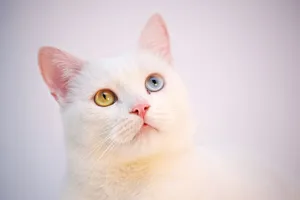 Caption: Elegant Turkish Angora Cat Lounging On A Cushion Wallpaper