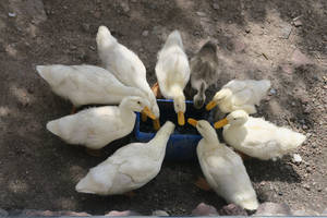 Caption: Elegant White Duck On A Serene Lake Wallpaper