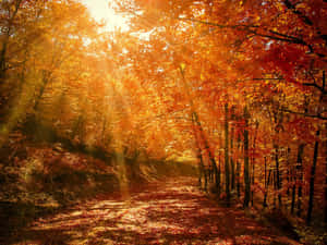 Caption: Enchanting Autumn Trail Wallpaper