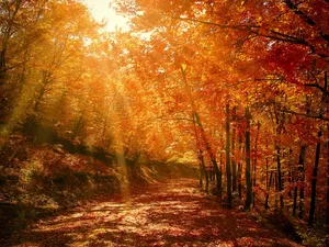 Caption: Enchanting Autumn Trail Wallpaper