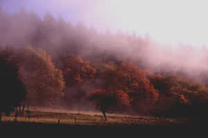 Caption: Enchanting Fall Fog In The Forest Wallpaper