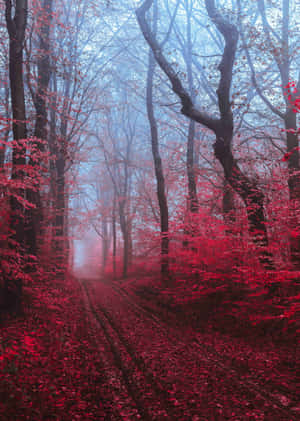 Caption: Enchanting Fall Mist In A Forest Wallpaper