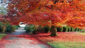 Caption: Enchanting Fall Nature Scenery Wallpaper