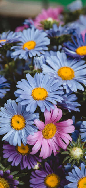 Caption: Enchanting Spring Daisies For Your Iphone Wallpaper