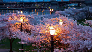 Caption: Enchanting Spring Lights At Dusk Wallpaper