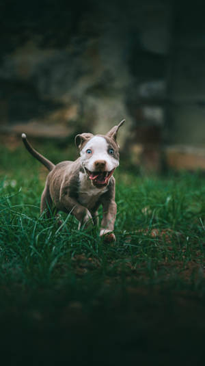 Caption: Energetic Blue-eyed American Pitbull In Action Wallpaper